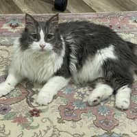 Sitterprofilbild: Maryam H.