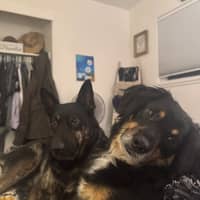 Sitter Profile Image: Lauren C.