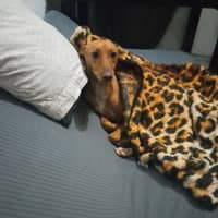 Foto del cuidador: Ioana H.