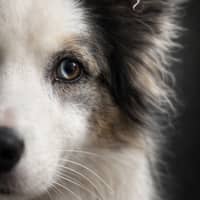 Sitter Profile Image: Angelika B.