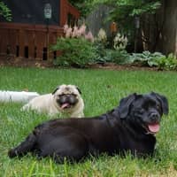 Sitter Profile Image: Robert & Heather H.