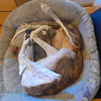 Foto del cuidador: Silvia S.