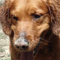 Foto del cuidador: Irene G.