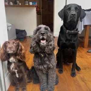 Sitter Profile Image: Lily C.