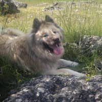 Photo de profil du pet sitter : Murielle M.