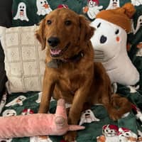 Sitter Profile Image: Luis R.