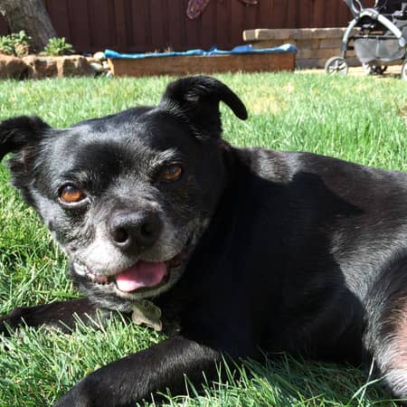 Best Dog Boarding In Danville Ca Rover Com