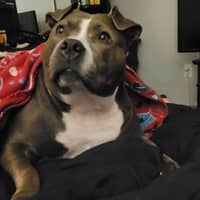 Sitter Profile Image: Lisa S.