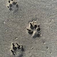 Sitter Profile Image: Elodie T.