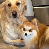 Sitter Profile Image: Yeisa P.