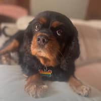 Sitter Profile Image: Lucy A.