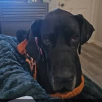 Sitter Profile Image: Hannah D.