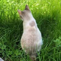 Photo de profil du pet sitter : Lina A.