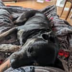 Sitter Profile Image: Tanner B.