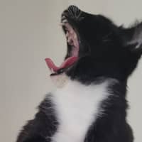 Sitter Profile Image: Aliza B.