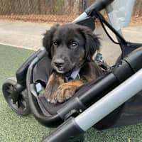 Sitter Profile Image: Alexis R.