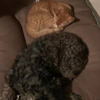 Sitter Profile Image: Martha L.