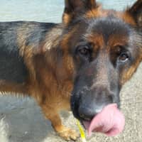 Photo de profil du pet sitter : Marilyne H.