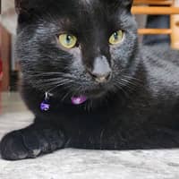 Sitter Profile Image: Billy Harris B.