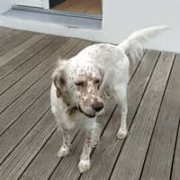 Photo de profil du pet sitter : Gwenaelle B.