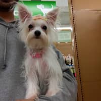 Sitter Profile Image: Trishul M.