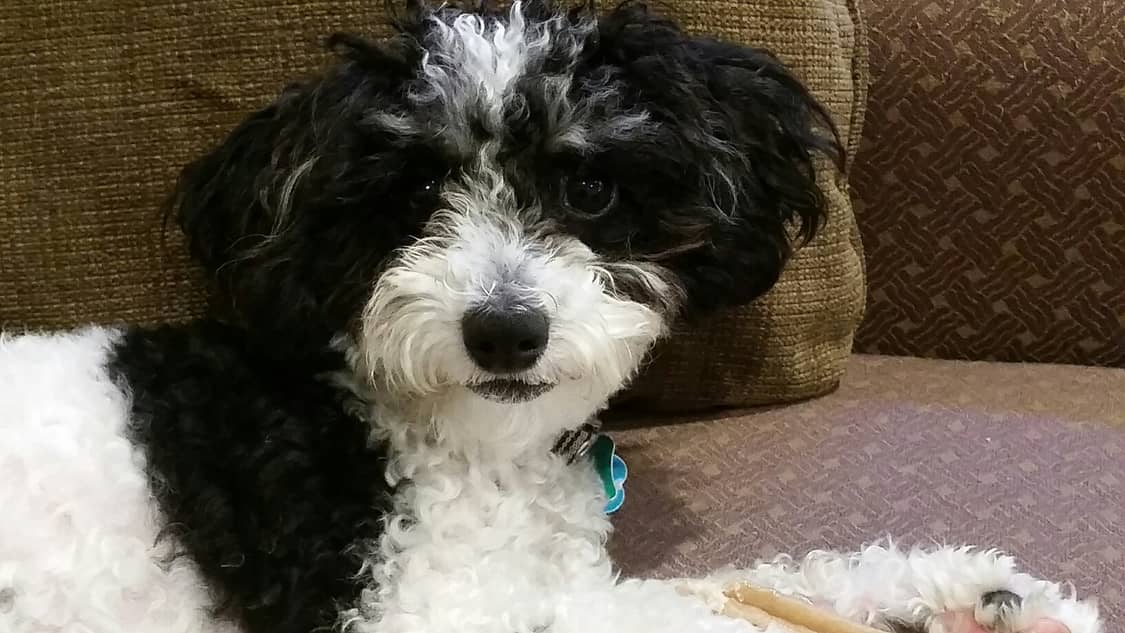 pet