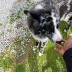 Sitter Profile Image: Henry b.