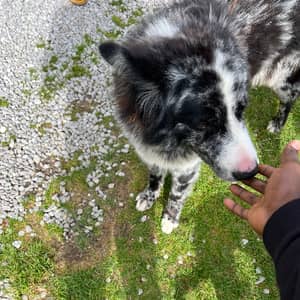 Sitter Profile Image: Henry b.