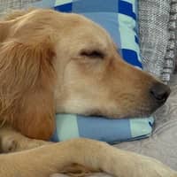 Sitter Profile Image: Karen M.