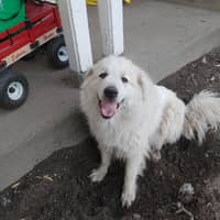 Sitter Profile Image: Lindsey L.