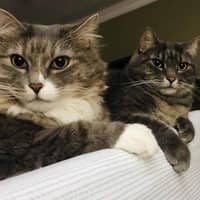 Sitter Profile Image: Ashwini G.