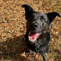 Sitter Profile Image: Sarah S.