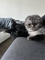 Photo de profil du pet sitter : Anna L.