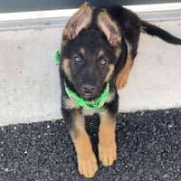 Photo de profil du pet sitter : Murat D.