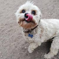 Sitter Profile Image: Francesca P.