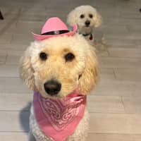 Sitter Profile Image: Abigail G.