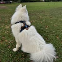 Sitter Profile Image: Ming & Ling F.