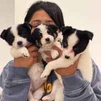 Sitter Profile Image: Smitha S.