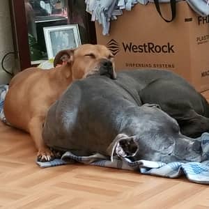 Sitter Profile Image: Brandi L.