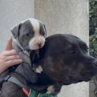 Photo de profil du pet sitter : Flaurra G.