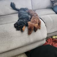 Sitter Profile Image: Crystal K.