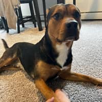 Sitter Profile Image: Luis R.