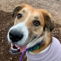 Sitter Profile Image: Stephanie S.