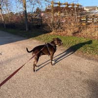 Photo de profil du pet sitter : Marion G.