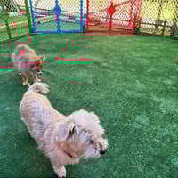 Sitter Profile Image: Santo B.