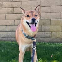 Sitter Profile Image: hyejoo j.