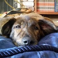 Sitter Profile Image: Heather & David T.