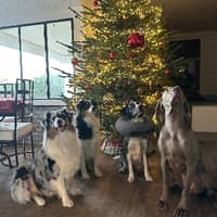 Photo de profil du pet sitter : Christophe Et Alex L.