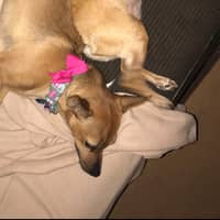 Sitter Profile Image: Amanda T.