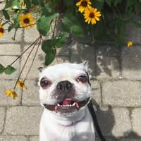 Sitter Profile Image: Theresa M.